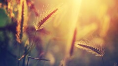 hdr nature spikelets sunlight
