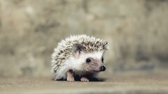 hedgehog Animals dark eyes