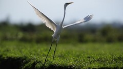 herons Animals Birds grass