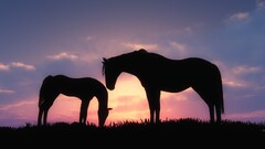 horse Animals baby animals sunset silhouette