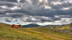 horse Animals landscape sky clouds