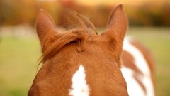 horse Animals Mammals