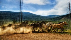 horse Animals Mammals