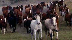 horse Animals Mammals