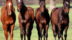 horse Animals Mammals