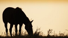 horse Animals Mammals