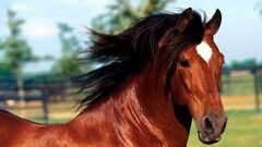 horse Animals Mammals