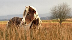 horse Animals Mammals