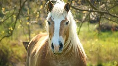 horse Animals Mammals