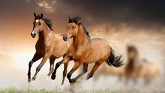 horse Animals Mammals