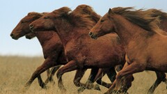 horse Animals Mammals wildlife