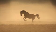 horse Animals mist Beige dew field silhouette Mammals outdoors