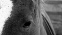 horse Animals monochrome eyes