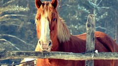horse Animals nature