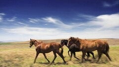 horse Animals