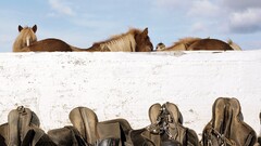 horse Animals saddles