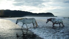 horse Animals Sea
