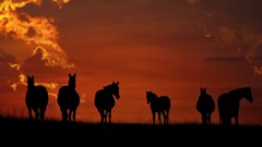 horse Animals sunset