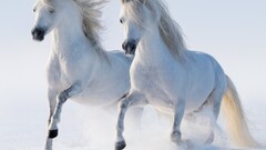 horse couple Animals snow