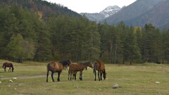 horse forest Animals nature Mountains