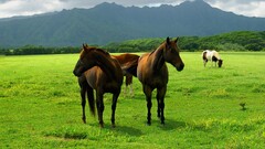 horse grass Animals nature Green field Mountains landscape
