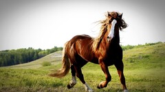 horse grass Animals nature