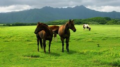 horse grass Animals
