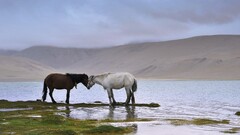 horse landscape nature water Animals