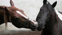 horse love Animals