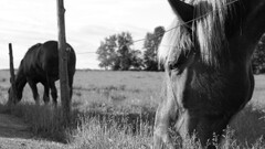horse monochrome Animals