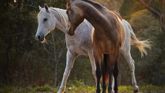 horse nature Animals