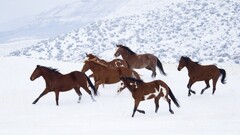 horse snow Animals winter plains white wildlife running