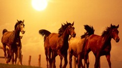 horse sunset Animals