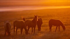 horse sunset Animals sunlight field