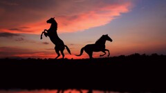 horse sunset reflection Animals sky silhouette