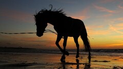 horse sunset water Animals