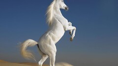 horse white desert Animals