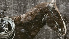 horse winter snow Animals
