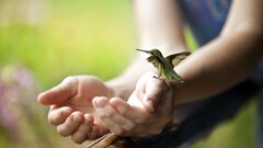 hummingbirds Animals Birds hands