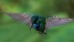 hummingbirds Animals Birds