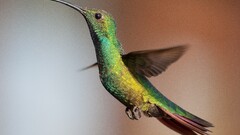 hummingbirds Birds Animals
