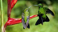 hummingbirds Birds Animals