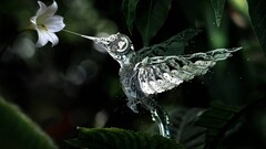 hummingbirds gears white flowers Birds Flowers Machine render