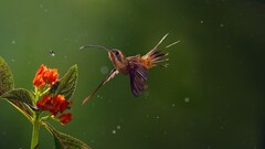 hummingbirds nature macro Animals Birds
