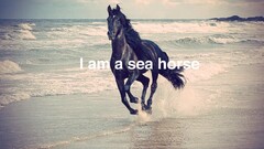 humor horse Animals beach