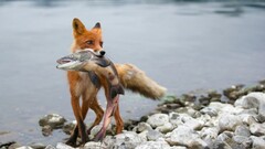 hunter fish Animals fox wildlife salmon
