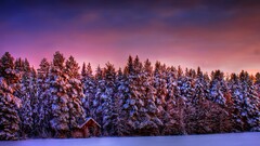 hut winter Trees snow forest