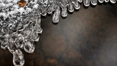 ice macro nature leaves water winter snow