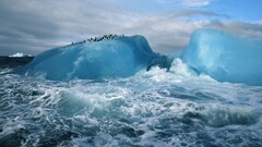 ice Penguins Animals iceberg nature Sea cyan Antarctica