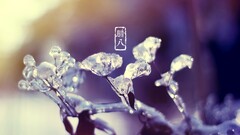 ice Plants cold nature